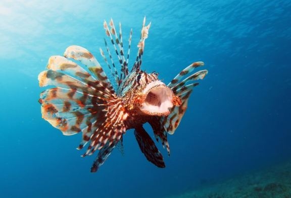 10 loài cá đẹp nhất thế giới - Khám phá cùng Mytour.vn