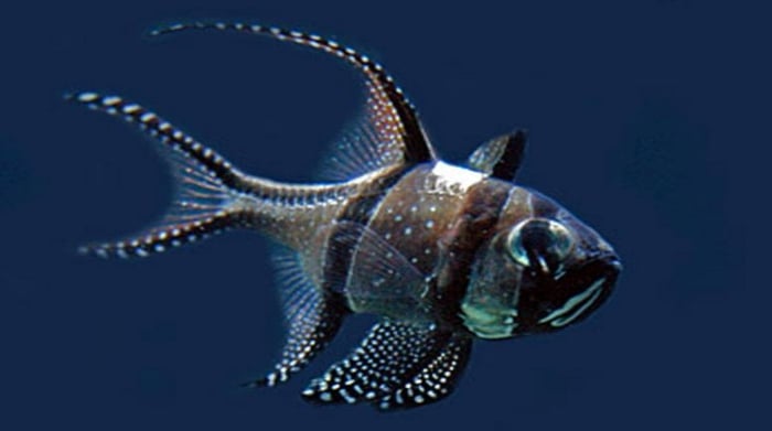 10 loài cá đẹp nhất thế giới - Khám phá cùng Mytour.vn