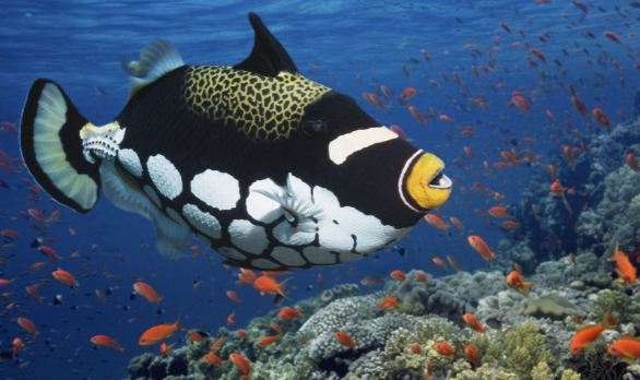 10 loài cá đẹp nhất thế giới - Khám phá cùng Mytour.vn