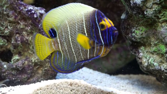 10 loài cá đẹp nhất thế giới - Khám phá cùng Mytour.vn