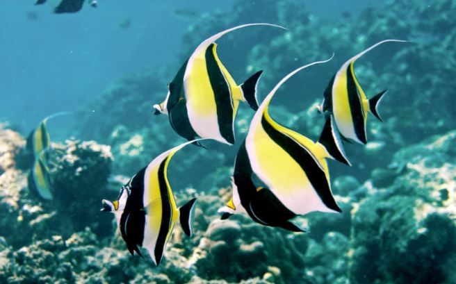 10 loài cá đẹp nhất thế giới - Khám phá cùng Mytour.vn