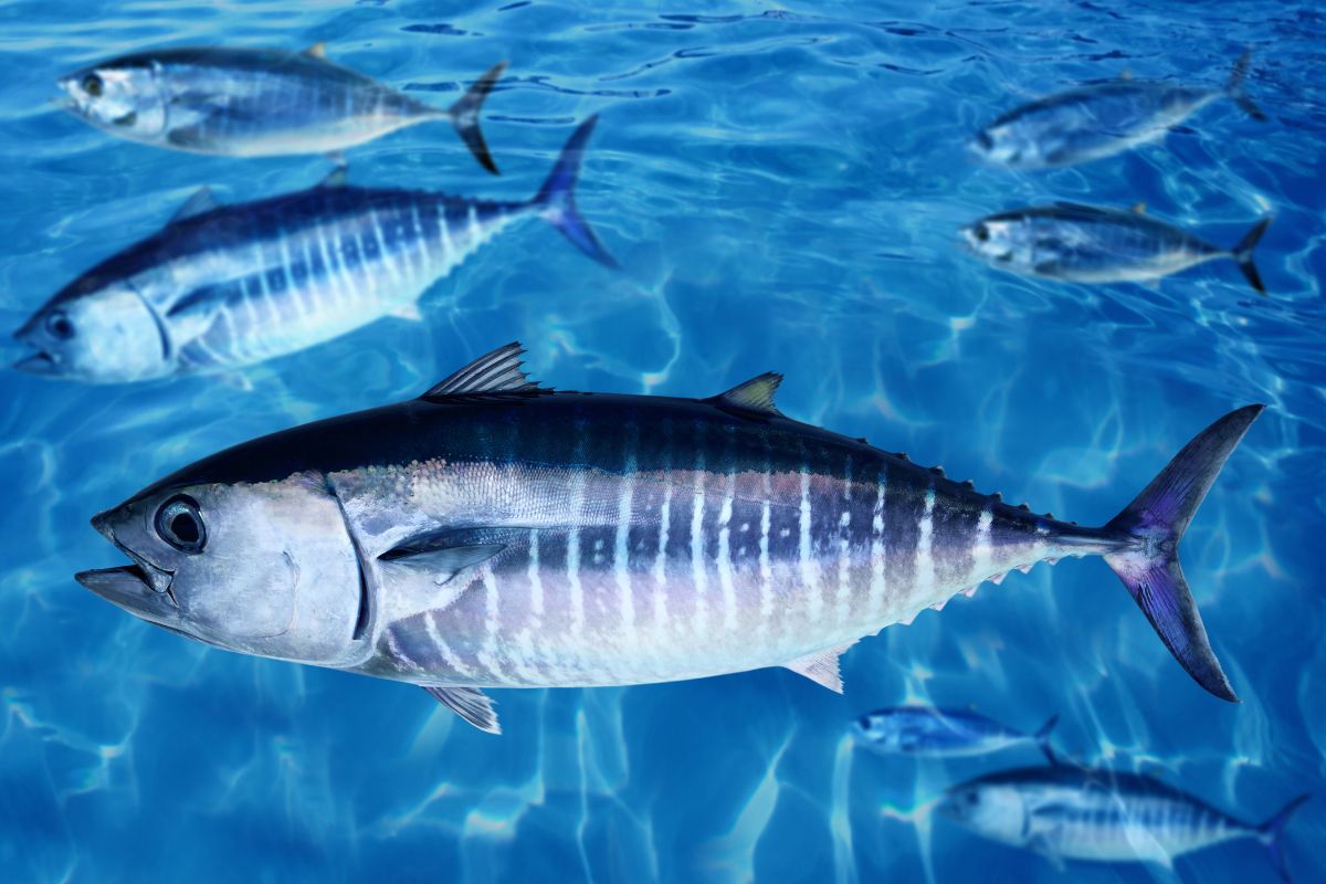 Top 5 loài cá đắt nhất thế giới khiến bạn phải trầm trồ