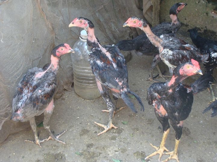 Cách chăm sóc gà chọi từ khi mới nở - Cách nuôi gà chọi đúng cách