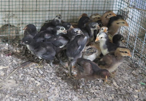 Cách chăm sóc gà chọi từ khi mới nở - Cách nuôi gà chọi đúng cách