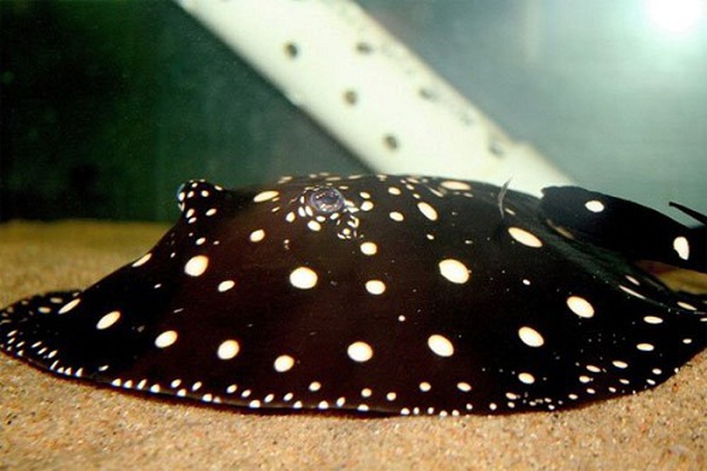 Thú chơi mới: Cá nhìn từ xa trông như nấm, giá gần 2,3 tỷ đồng được đại gia nuôi làm thú cưng