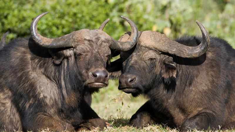 Tuổi Ất Sửu sinh năm 1985 mệnh gì, hợp màu gì?