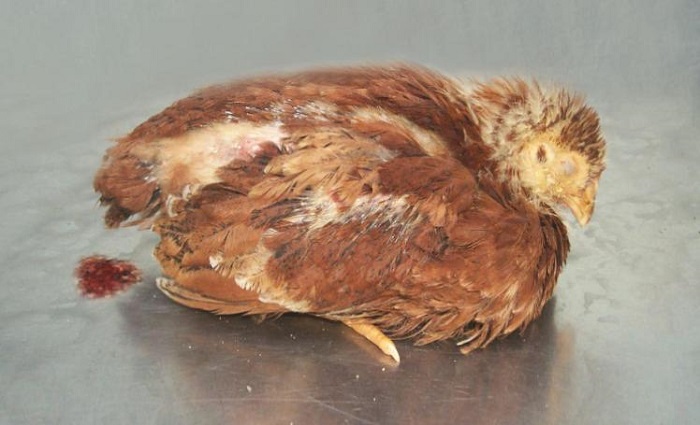 Gà bị tụ huyết trùng do đâu? Cách nhận biết và điều trị hiệu quả