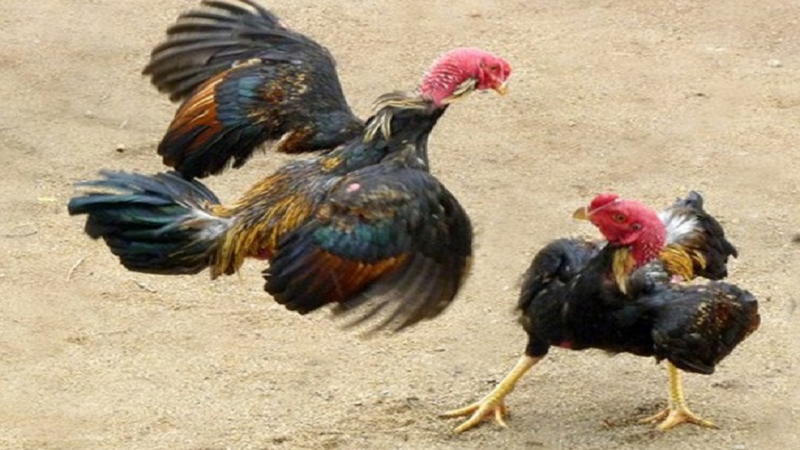 Vảy gà để gà mái vào chuồng: khám phá chi tiết và tính năng