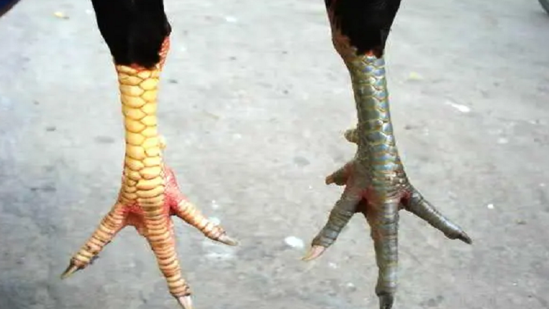 Vảy gà để gà mái vào: khám phá chi tiết và tính năng