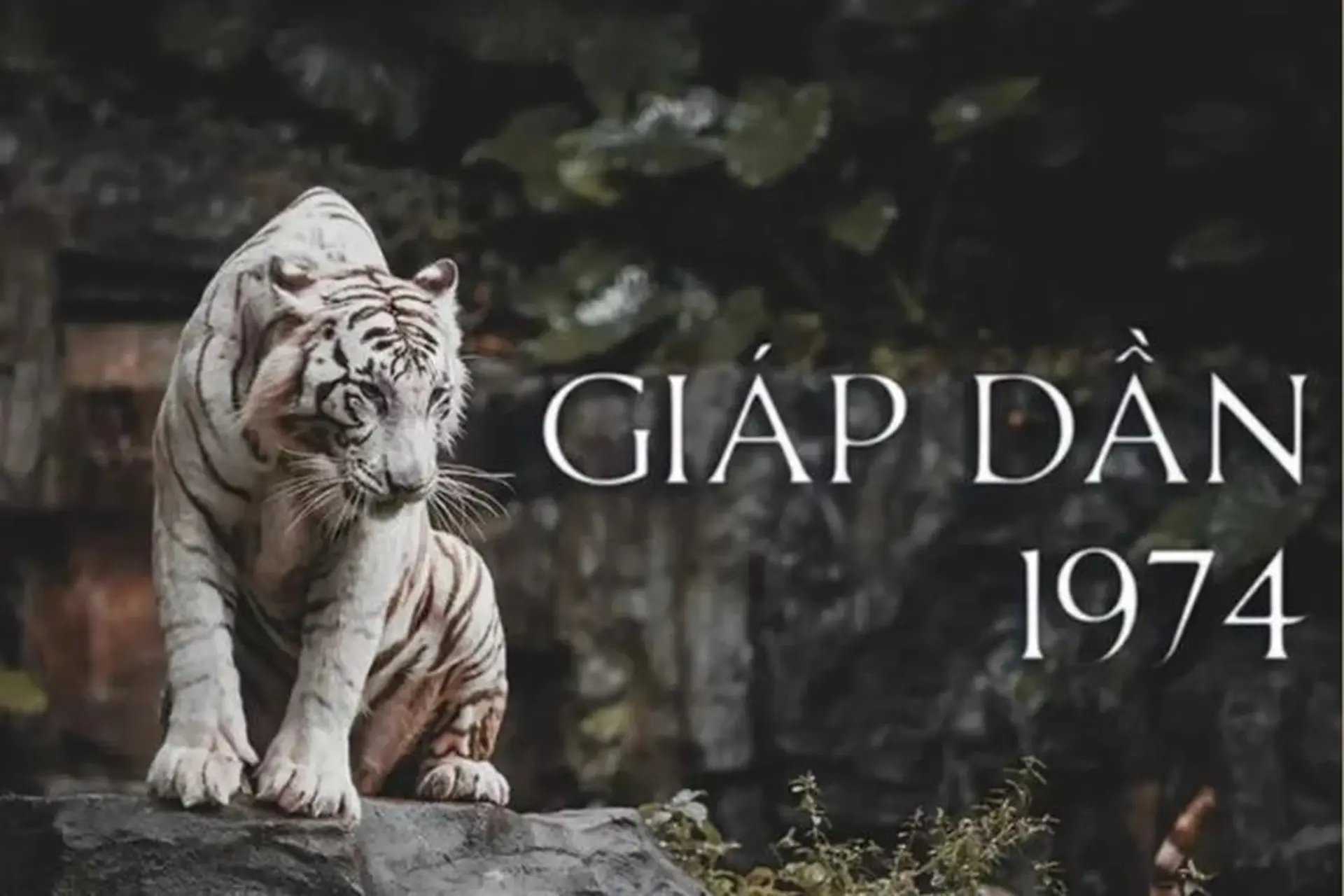 Sinh năm 1974 mệnh gì? Giải mã phong thủy tuổi Giáp Dần