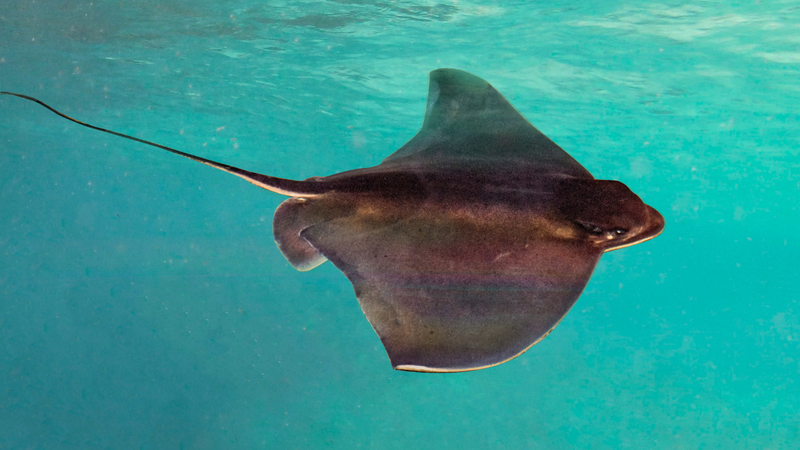 Top 10 loài cá nguy hiểm nhất thế giới cần tránh để tránh bị ngộ độc