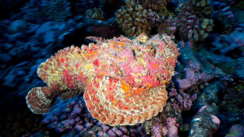 Top 10 loài cá nguy hiểm nhất thế giới cần tránh để tránh bị ngộ độc