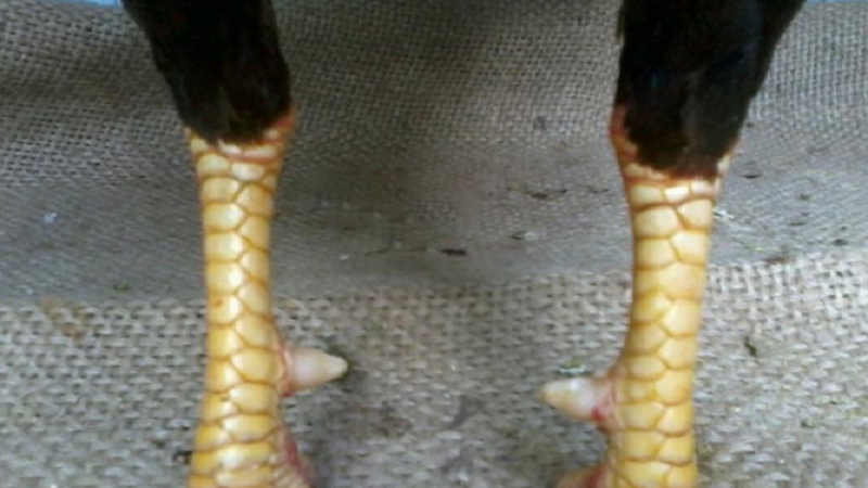 Vảy Gà Thời Hoa Đăng: Học Chi Tiết và Giá Trị