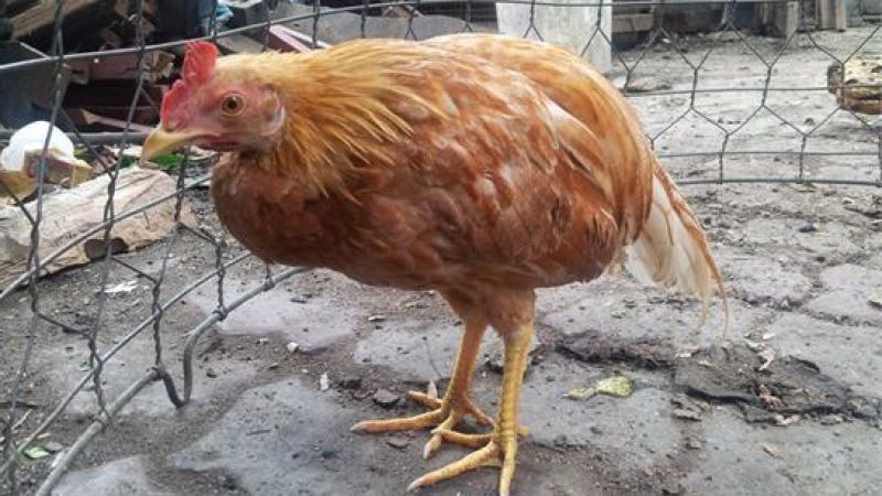 Bệnh cầu trùng ở gà | Nguyên nhân, tác dụng phụ và cách điều trị hiệu quả nhất