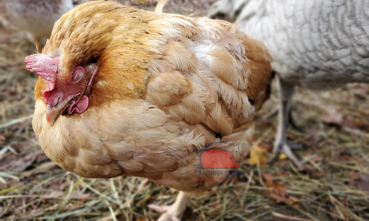 Bệnh cầu trùng ở gà: Nguyên nhân, triệu chứng và cách điều trị cụ thể