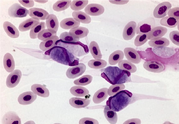 Bệnh ký sinh trùng đường máu ở gà và kinh nghiệm phòng bệnh hiệu quả - Tiến Thắng Vet