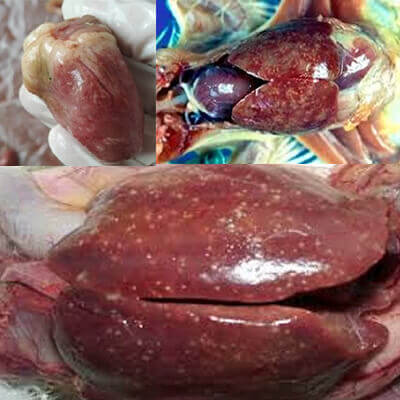 Bệnh tả chim là gì? Nó gây ra thiệt hại gì? - Tiến Thắng Vet