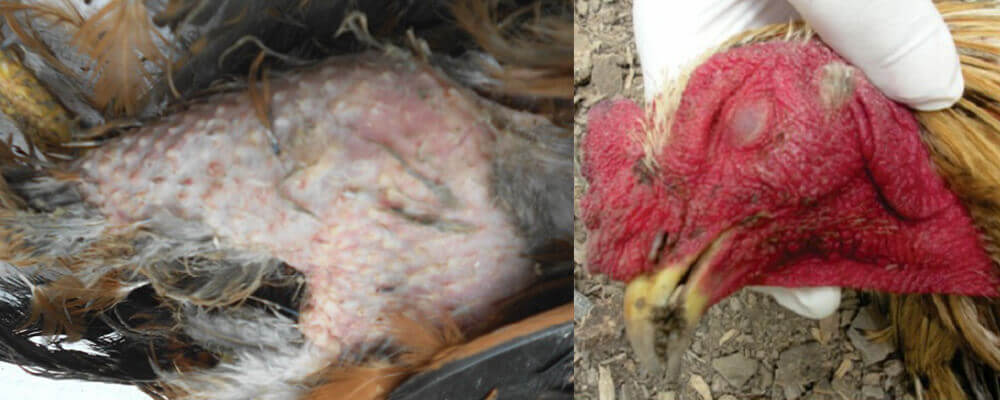 Bệnh tả chim là gì? Nó gây ra thiệt hại gì? - Tiến Thắng Vet