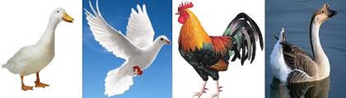 Bệnh tả chim là gì? Nó gây ra thiệt hại gì? - Tiến Thắng Vet