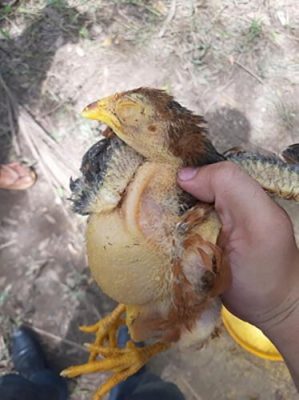 Gà có triệu chứng Crd CRD - Bệnh hô hấp mãn tính trên gà và cách phòng trị - Tiến Thắng Vet