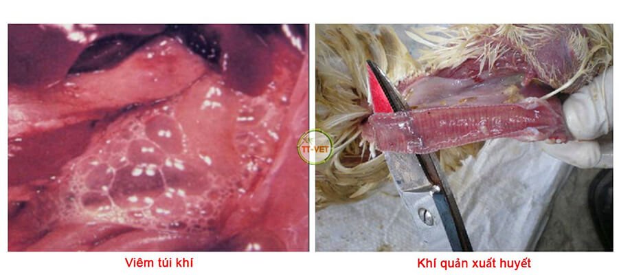 CRD - Bệnh hô hấp mãn tính ở gà và cách phòng ngừa, điều trị - Tiến Thắng Vet