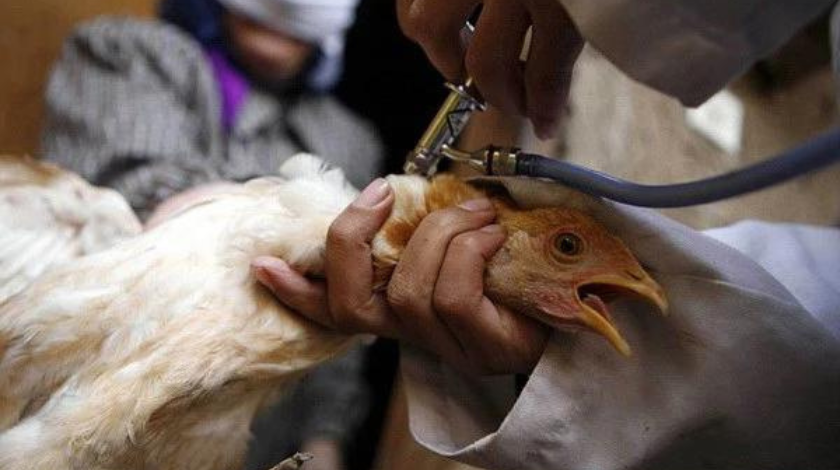 Cúm gia cầm: Các phương pháp phòng ngừa hiệu quả để bảo vệ gà