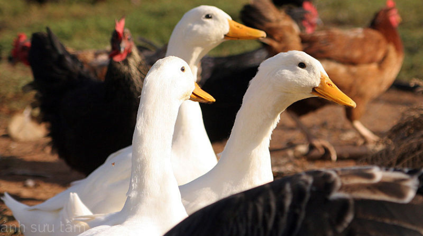 Cúm gia cầm: Các phương pháp phòng ngừa hiệu quả để bảo vệ gà