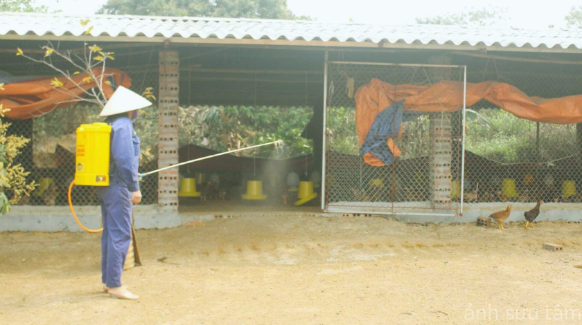 Cúm gia cầm: Các phương pháp phòng ngừa hiệu quả để bảo vệ gà