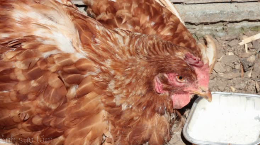 Cúm gia cầm: Các phương pháp phòng ngừa hiệu quả để bảo vệ gà