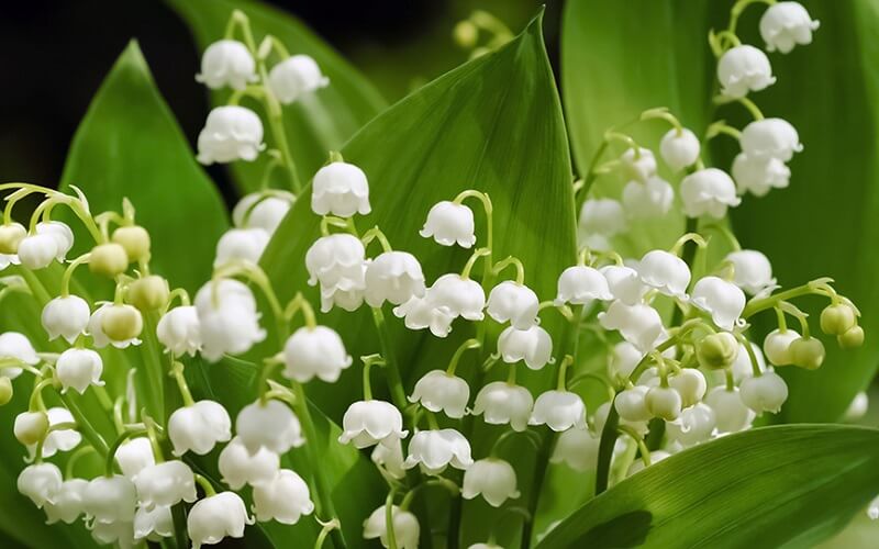 8 loài hoa tượng trưng cho sự dịu dàng | Dienhoaxanh