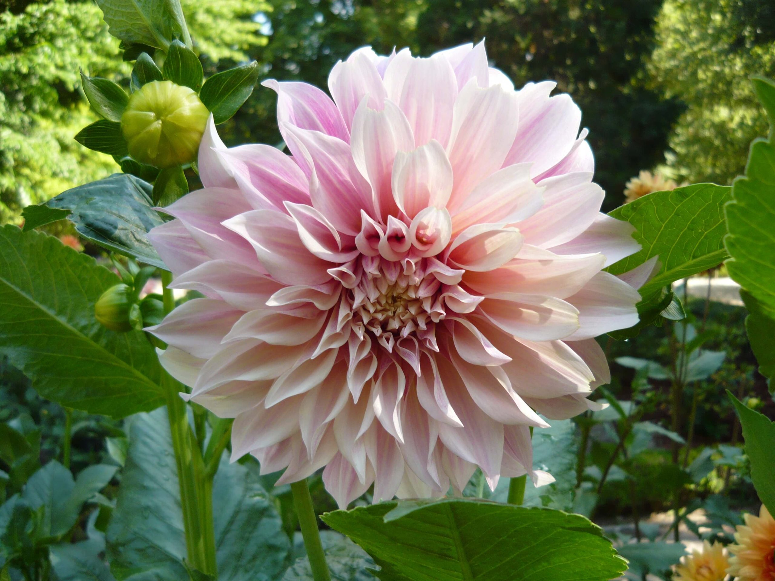 8 loài hoa tượng trưng cho sự dịu dàng | Dienhoaxanh