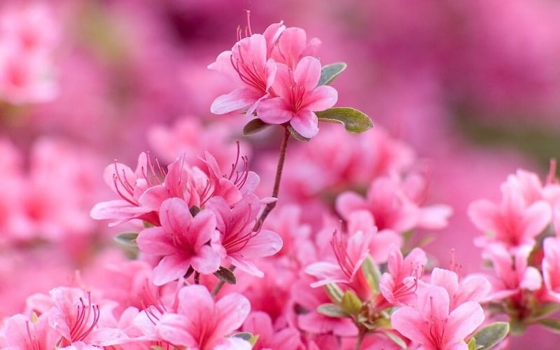 Top 15+ loài hoa tượng trưng cho sự dịu dàng và nữ tính – Flosa