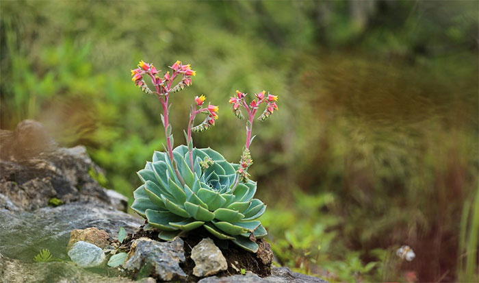 Loài hoa tượng trưng cho tình yêu vĩnh cửu - hoa sen Top 6 Loài Hoa Tượng Trưng Cho Tình Yêu Vĩnh Cửu, Bất Diệt Bạn Biết Chưa?
