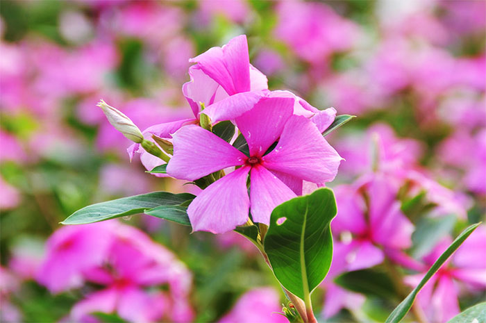 Loài hoa tượng trưng cho tình yêu vĩnh cửu - hoa chàm Top 6 Loài Hoa Tượng Trưng Cho Tình Yêu Vĩnh Cửu, Bất Diệt Bạn Biết Chưa?