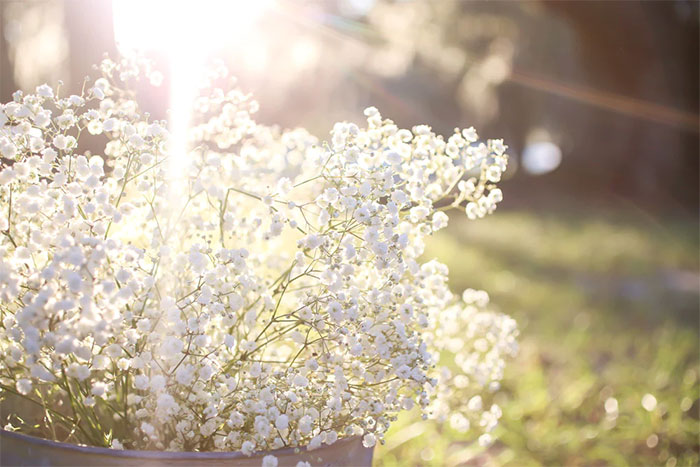 5 loài hoa thể hiện tình yêu vĩnh cửu - Hoa baby Top 6 Loài Hoa Tượng Trưng Cho Tình Yêu Vĩnh Cửu, Bất Diệt Bạn Biết Chưa?