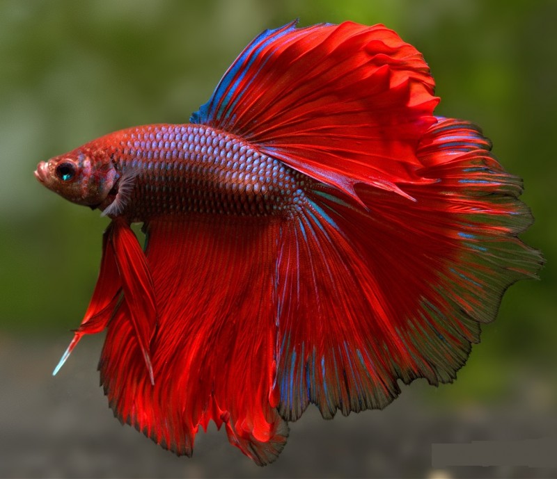 Cá Betta - một loài cá cảnh đầy màu sắc với màu sắc rất hấp dẫn
