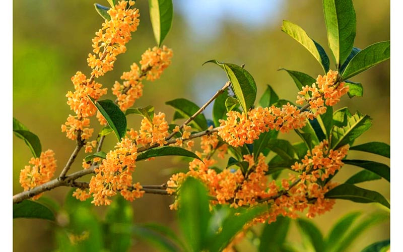 Hoa Cassia: Giới thiệu, Mô tả, Công dụng và Chăm sóc