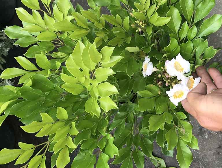 y nghia hoa nguyet que 3