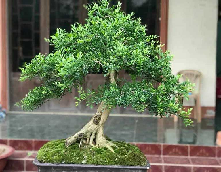 y nghia hoa nguyet que 4