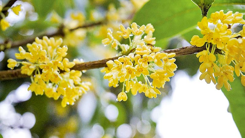 Hoa Cassia: Giới thiệu, Mô tả, Công dụng và Chăm sóc