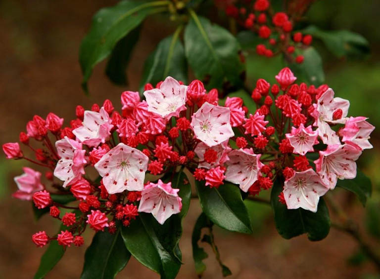 y nghia hoa nguyet que 5