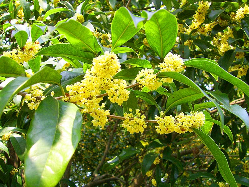 Hoa Cassia: Giới thiệu, Mô tả, Công dụng và Chăm sóc