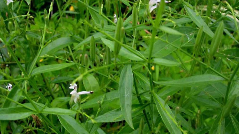 Lợi ích của xuyên tâm liên (Andrographis paniculata) là gì? Những điều cần biết khi sử dụng xuyên tâm liên (Andrographis paniculata).