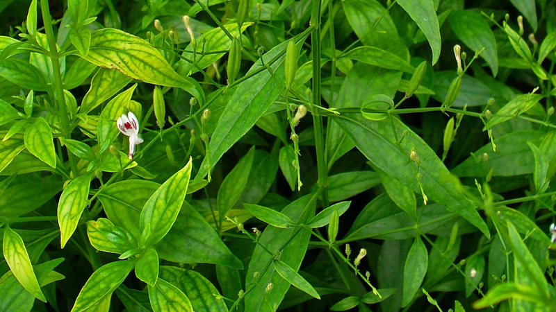 Lợi ích của xuyên tâm liên (Andrographis paniculata) là gì? Những điều cần biết khi sử dụng xuyên tâm liên (Andrographis paniculata).