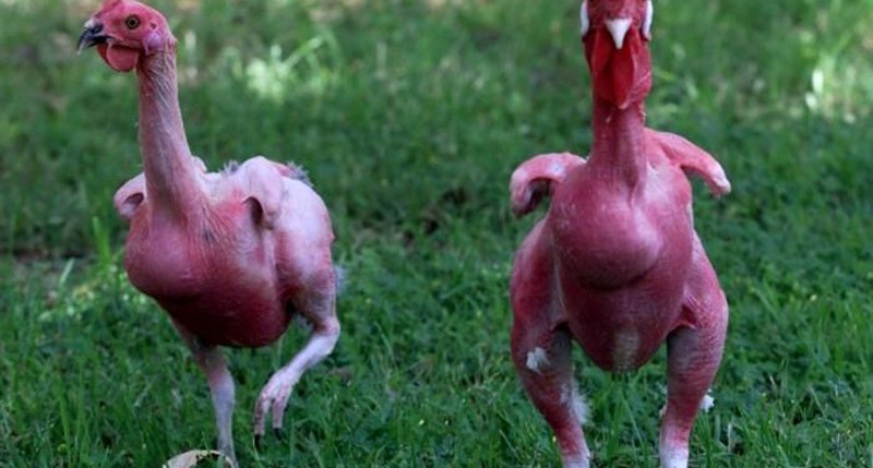 Nguyên nhân dẫn đến tình trạng gà rụng lông và những cách khắc phục