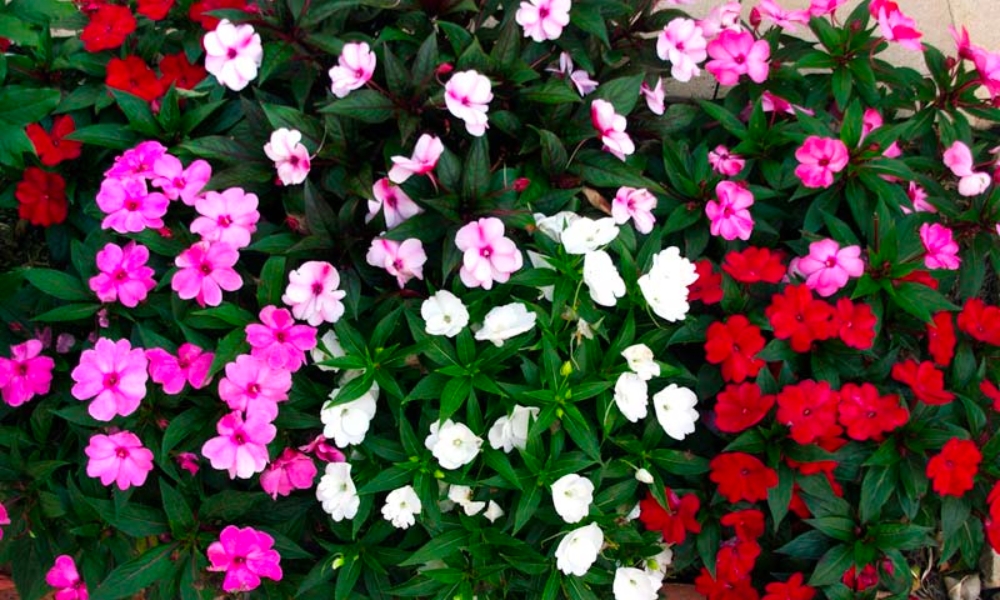 Hoa mai địa thảo là gì? đặc điểm, ý nghĩa, phân loại và cách trồng mai địa thảo