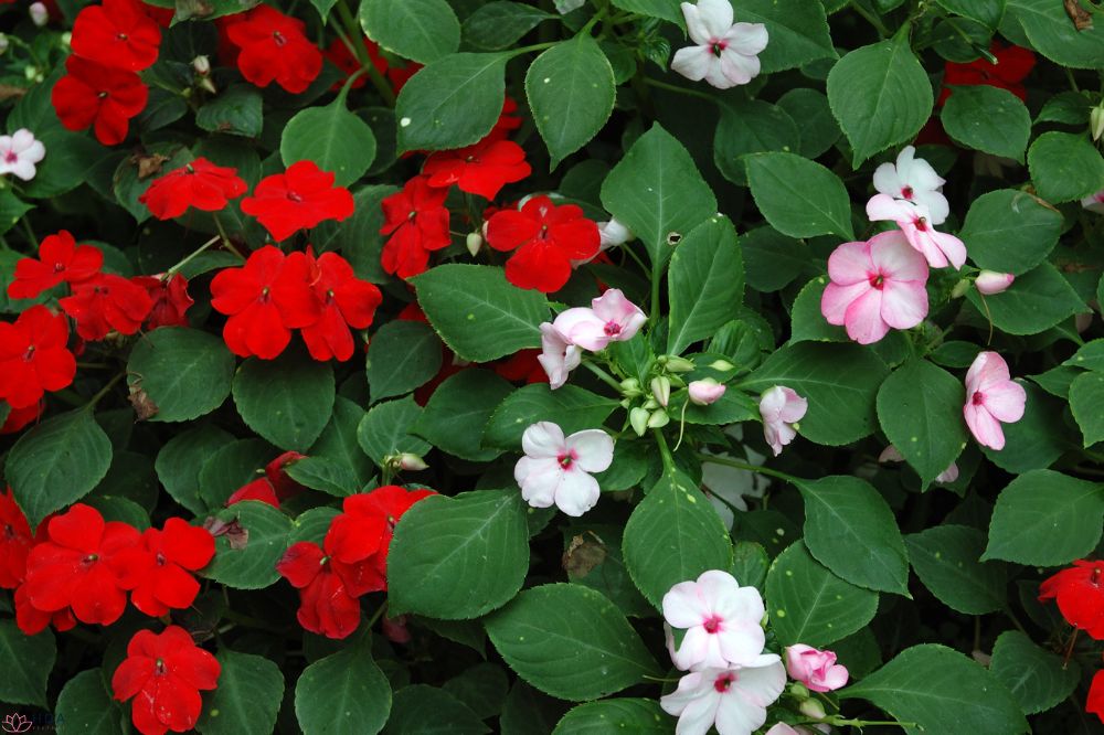 Mai Địa Thảo: Vẻ Đẹp Rực Rỡ và Ý Nghĩa Biểu Tượng - Hoa Việt Nam