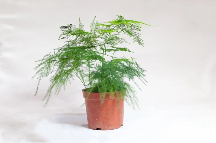 Cây thủy tùng: Ý nghĩa, tác dụng và cách chăm sóc