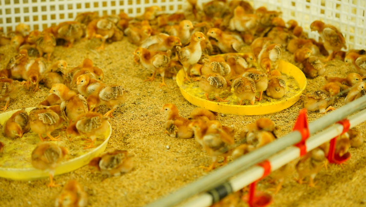 Gà con bị mất nước: Nguyên nhân, dấu hiệu và cách khắc phục