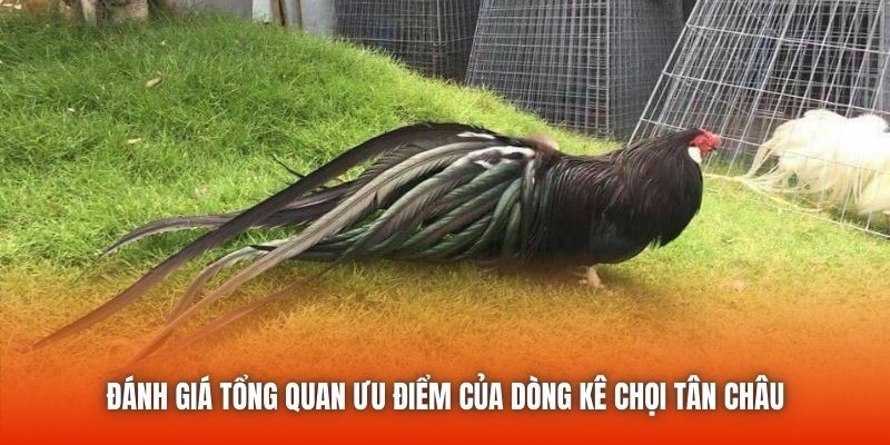 Đánh giá ưu điểm dòng gà chọi Tân Châu